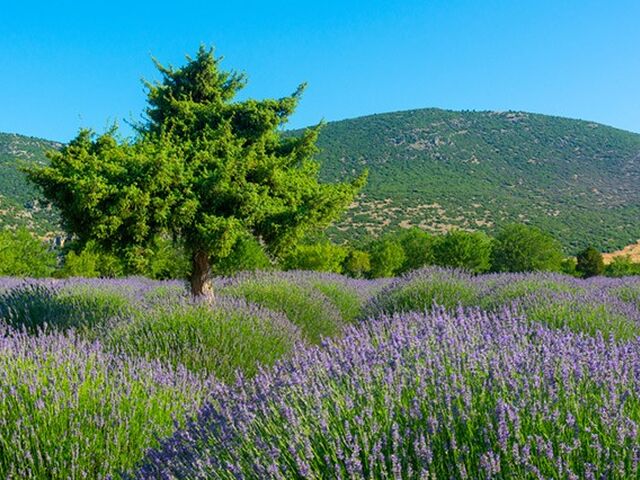 Lavanta Bahçeleri Salda Gölü Sagalassos Pamukkale Turu 1 Gece Otel Konaklaması